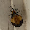 Flat Beetle