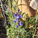 Arizona lupine