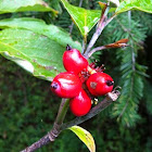 Dogwood