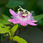 Pink Passion Flower