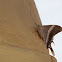 Tropical Swallowtail Moth