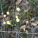 Fleabane