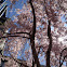 Cherry Tree