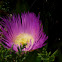 Ice Plant