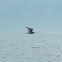 Curlew