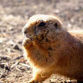prairie dog by JenWil   - Animals Other Mammals