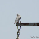 Black-winged kite