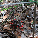 Rosary Pea