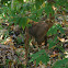 Coatimundi