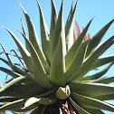Aloe marlothii
