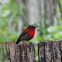 Crimson sunbird