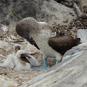 Blue-footed booby (adult & chicks)