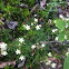 Saxifrage
