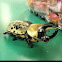 Eastern Hercules beetle (male)