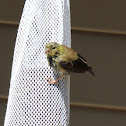 American Goldfinch