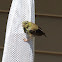 American Goldfinch