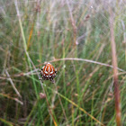 Four-spot orb-weaver