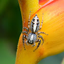 jumping spider