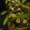 Birds nest fungus