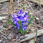 Hyacinthus