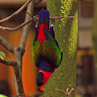 Black capped Lory