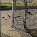 Boat-tailed Grackle