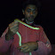 indian rat snake