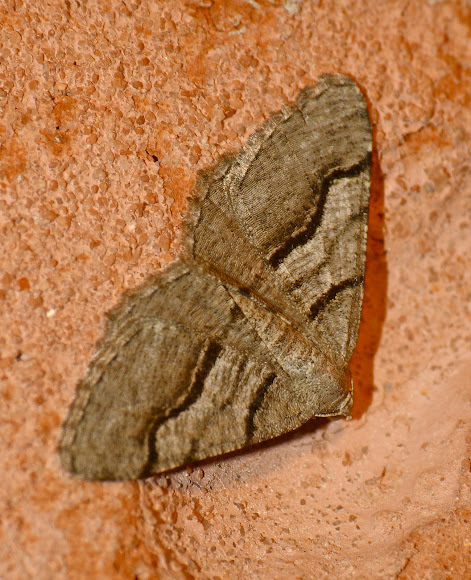 Spotting Image 1