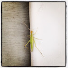 Narrow-winged Tree Cricket, female