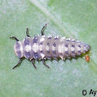 Lady Bird Beetle's Larva