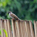 Eurasian Tree Sparrow