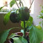 Green Pepper