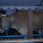 Oxen