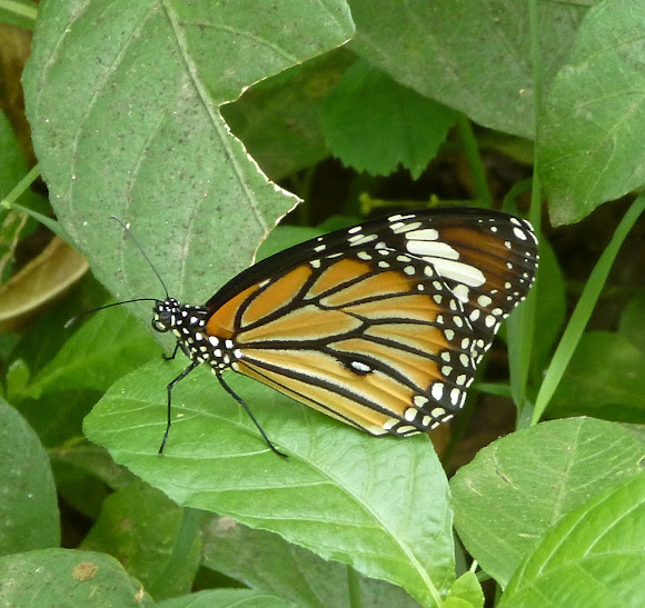 Spotting Image 1