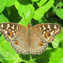 Lemmon Pansy