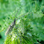 Longhorn / Weißstreifiger Distelbock / Strizibuba