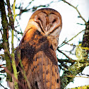 Barn Owl