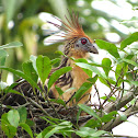 Hoatzin