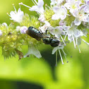 Small Carpenter Bee