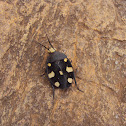 Indian domino cockroach