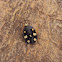 Indian domino cockroach