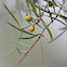 Yellow-berry Bush