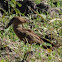 Hamerkop