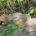 Fox Squirrel