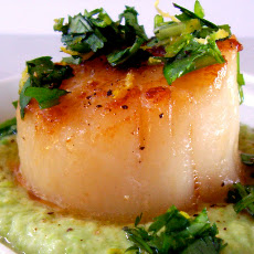 Seared Sea Scallops with Gingered Pea Purée and Cilantro Gremolata