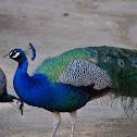 Peafowl