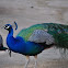 Peafowl