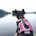 kayakdog