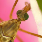 Crane fly