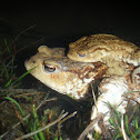 Common toad